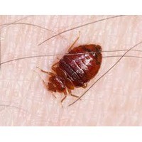Cvs Pest Management Services And Supplies